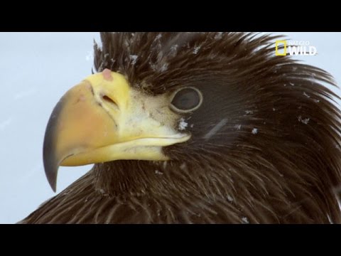 Vidéo: Aigles Russes - Vue Alternative