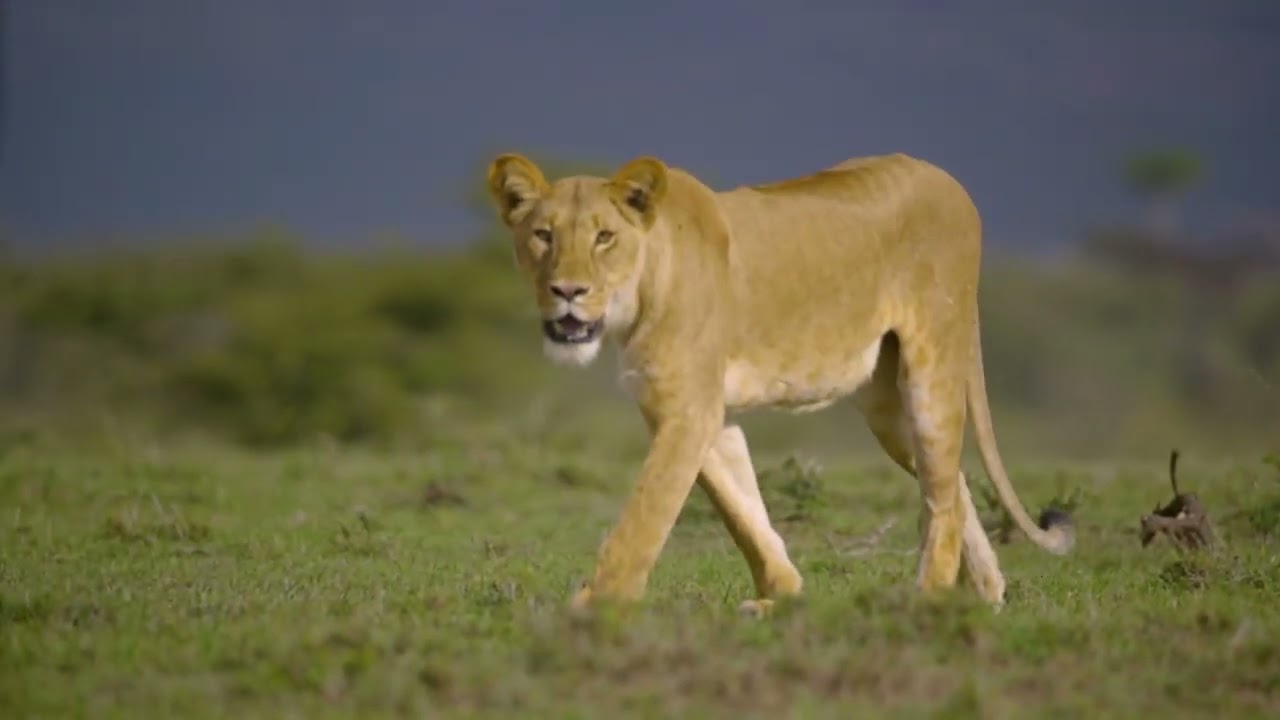 Toningo materepa ngopang