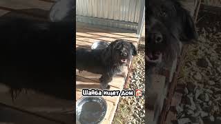 #Шайба ищет дом #вдобрыеруки #собака #приют #Зоорай #puppy #собаки #pets #ищетдом