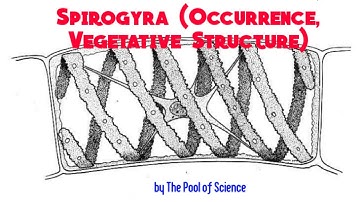 B.S botany Semestr I & II- Spirogyra (Occurrence, Vegetative Structure) by The Pool of Science