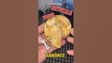 Did you think this ammonite was gonna look that good inside?!? #ammonite #agate #geology #fossil