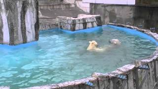 飛び込んで遊びのスイッチオン！The double jump of Polar Bears