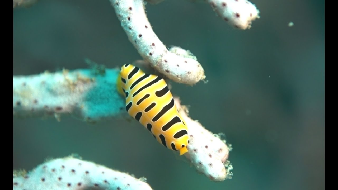 2022_Nudibranchs, sea slugs and sea snails of Koh Lipe