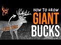 How to GROW GIANT WHITETAILS | Deer Season Prep | Buck Commander