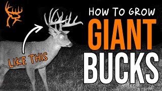 How to GROW GIANT WHITETAILS | Deer Season Prep | Buck Commander