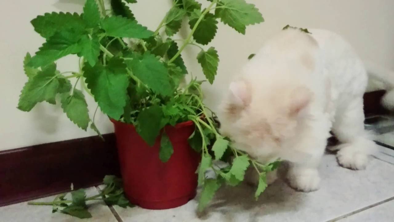 剛買沒多久的盆栽 貓薄荷 現在變成 Youtube