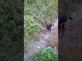 猛禽類がえっほえっほしてみた結果