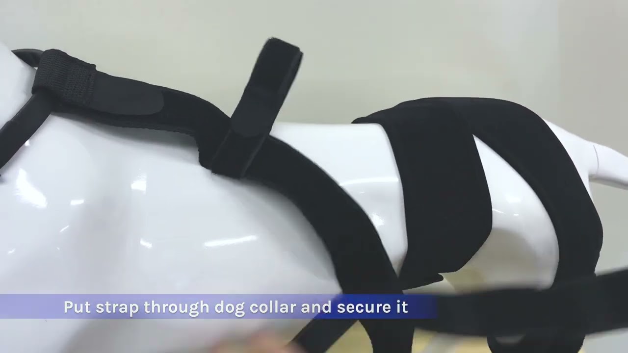 MerryMilo Dog Knee Brace YouTube MerryMilo Dog Knee Brace YouTube