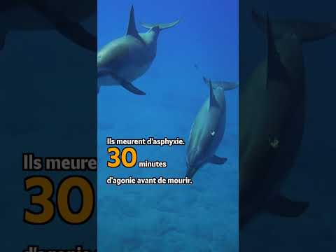 🐬 ÉCHOUAGE DAUPHINS : AGISSONS ENSEMBLES !