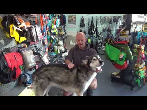 How To Correctly Measure To Fit A Dog Coat