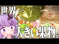 世界一大きい果物、ジャックフルーツを食べよう。