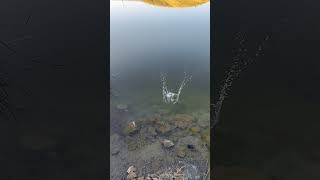 Mavi Gölde Sabah Suyu Turna Avı