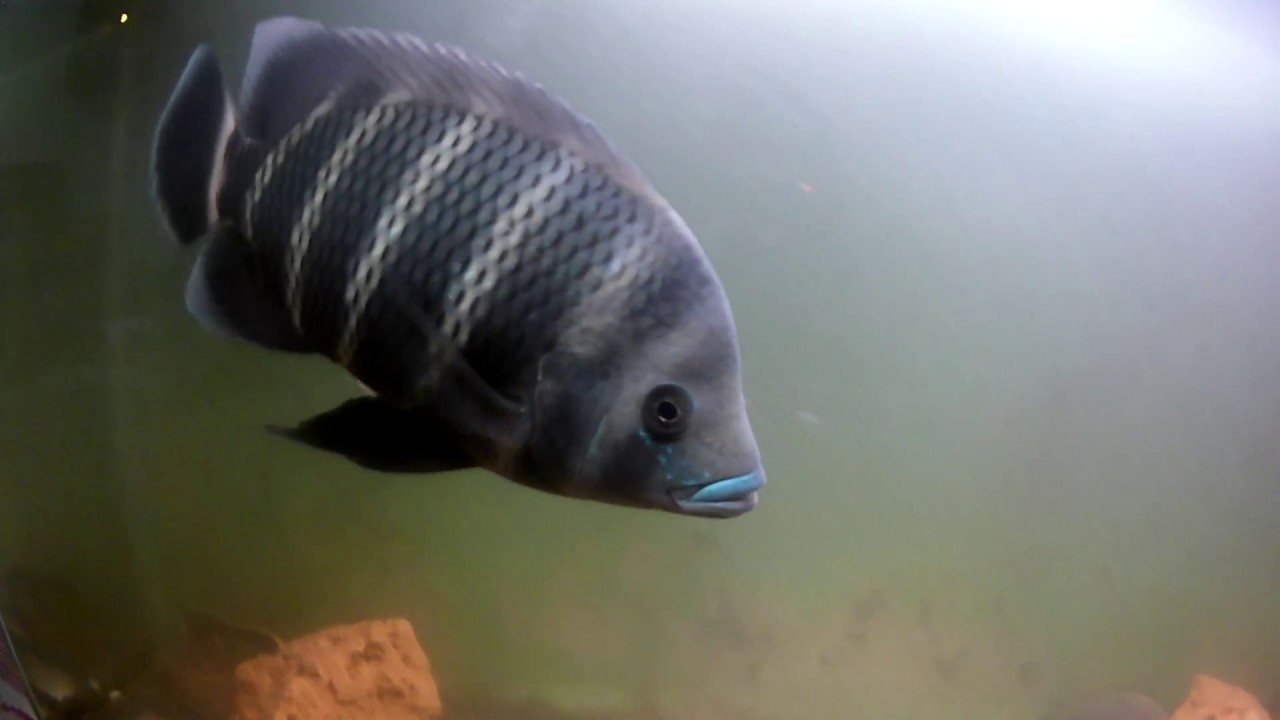 My Zebra Tilapia - Tilapia buttikoferi - black zebra 