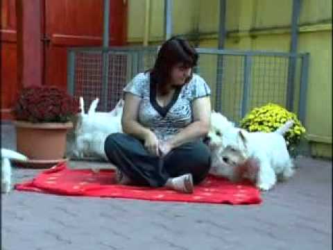 Video: West Highland White Terrier Of Westie Hondenras Allergene, Gesondheid En Lewensduur