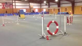 Pixie AKC Standard 3/4/18 clean 21 points