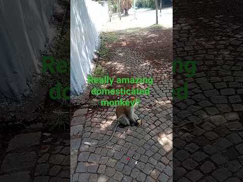 7 July 2025 Confident Tamed Monkey Living With People In Bishoftu Ethiopia