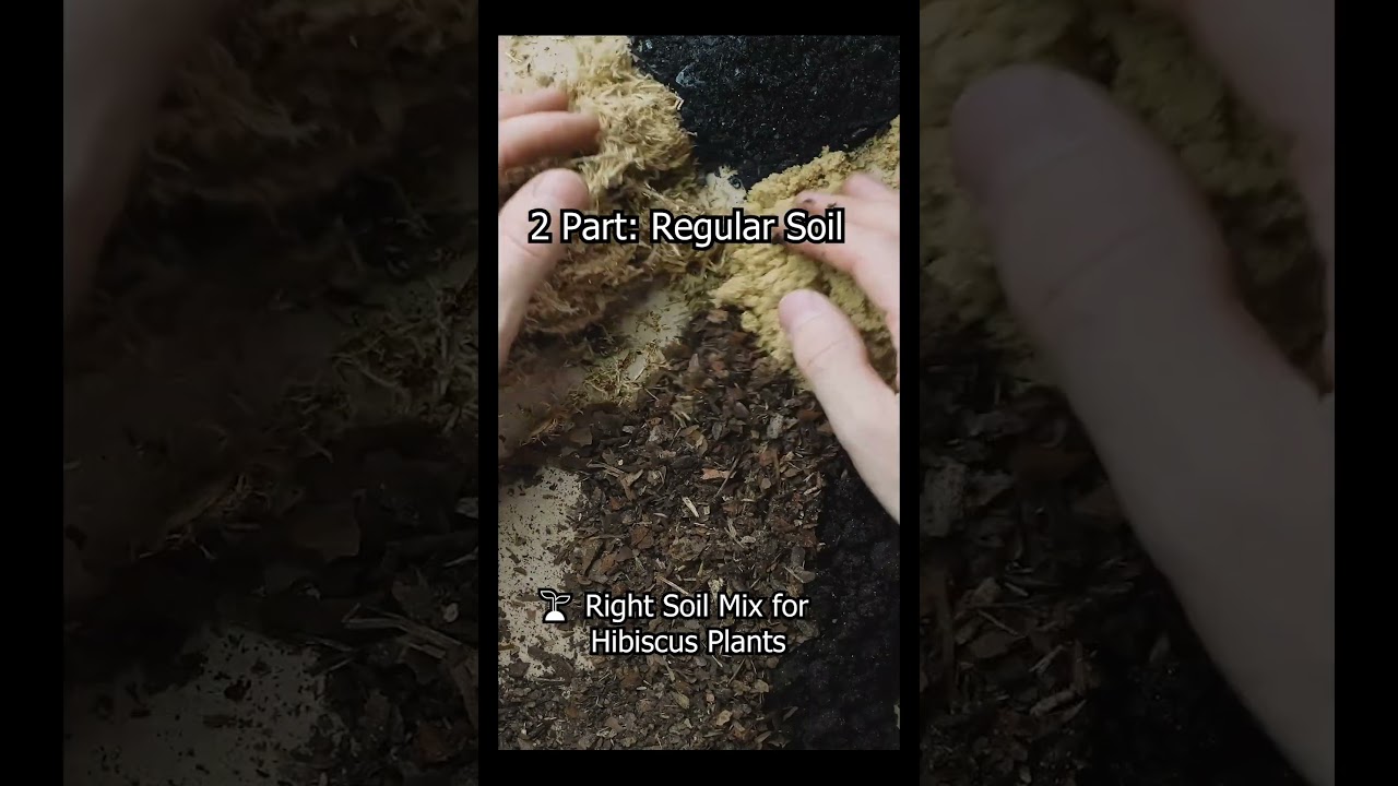 Best Soil Mix for Hibiscus #hibiscus #pottingsoil #soilmix - YouTube