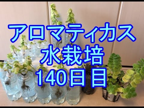 アロマティカス水栽培 013 140日目 週間 Youtube