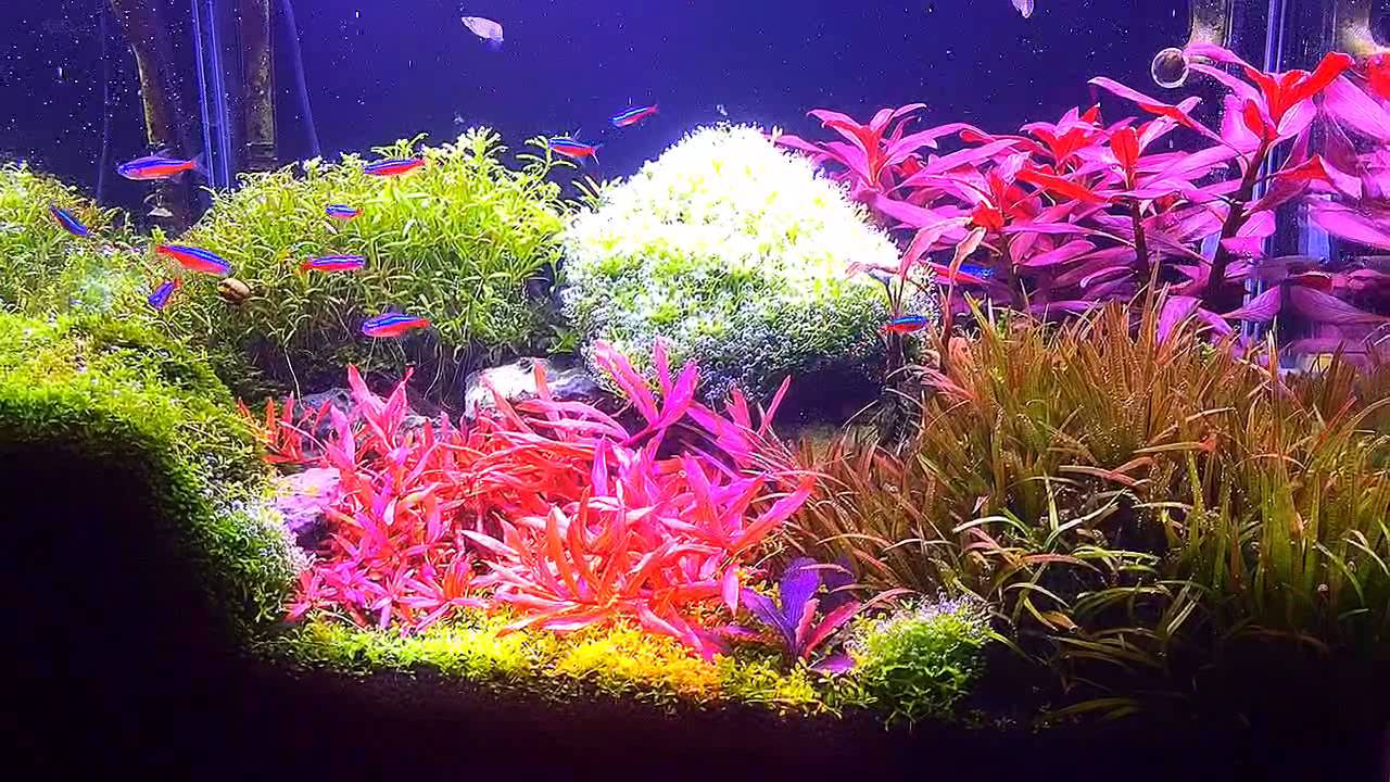 My aqua plant tank YouTube