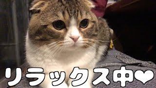ママの実家でも超リラックスな猫