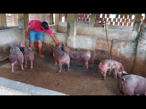 Vídeo: Como são calculados os juros do cartão de crédito: regras de cálculo, fórmulas e exemplos