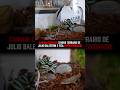 Cariani fica IMPRESSIONADO com novo terrário do BALESTRIN #renatocariani #juliobalestrin #zoológico