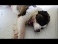 The Saint Bernard Voice