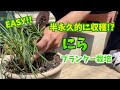 【プランター菜園】ニラ