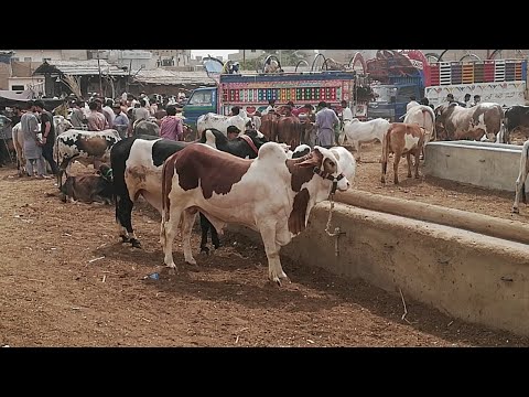 COW MANDI KARACHI 2019 LIVE || Today Latest Cow Mandi Update