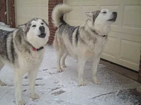 Alaskan Malamutes Howling at Siren 