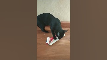 cat and cat nip first experience - how high