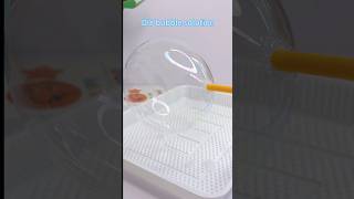 Make Bubble Solution At Home And Blow Huge Bubbles
