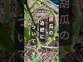 【きゅうり】追肥について #きゅうり栽培