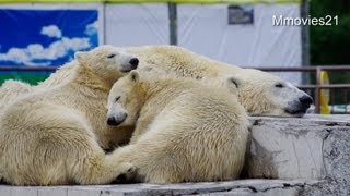 ララを乗り越えていくポロロ