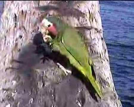 Cuban Parrot, Cotorra.Amazona leucocephala