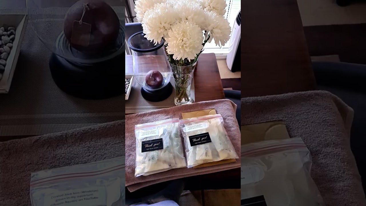 The King of JAVA FERN 😁🌿