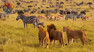 Savana Africana - A Guerra de Sobrevivência Sem Fim Entre Predador e Presa | Animais selvagens