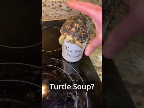 Turtle Soup In Chinese