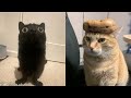 Try not to laugh  new funny cats and dog   just cats part 33