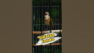 Sikatan Londo gacor #sikatanlondo #nightingale