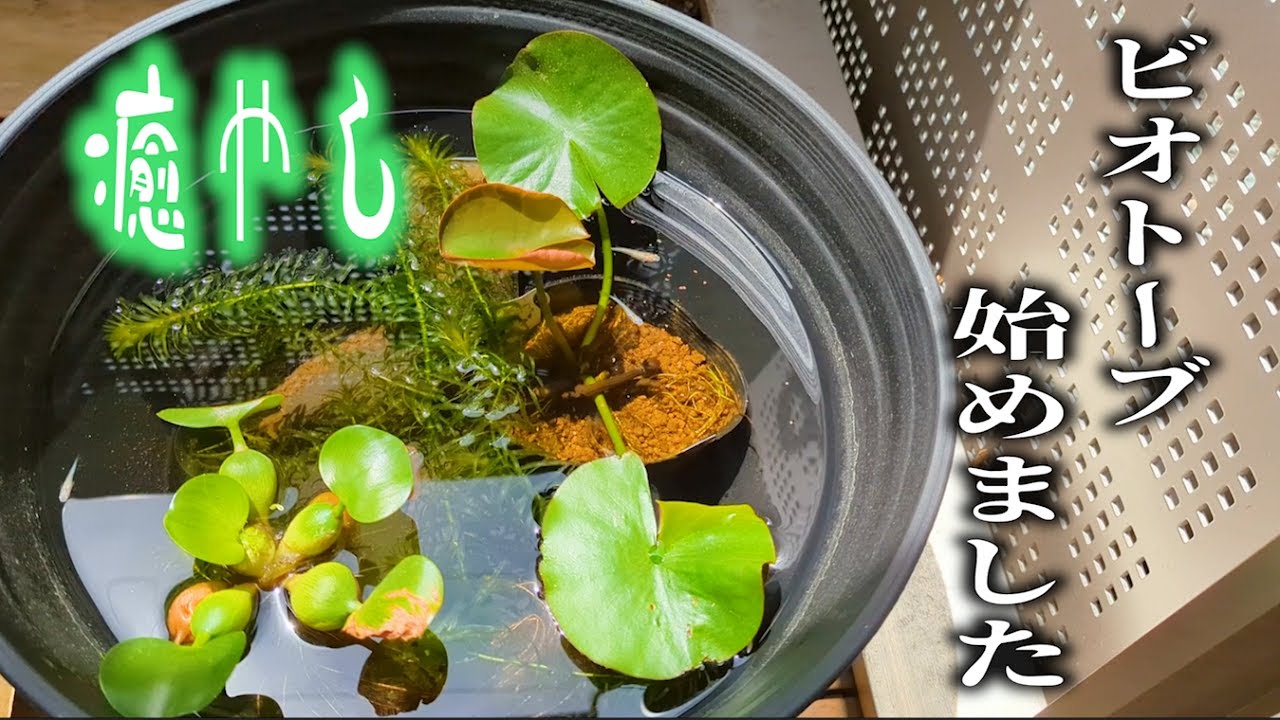 ベランダに癒やしを】ビオトーブ始めました。メダカ鉢/スイレン鉢