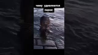 бобер кур@а я пердоле #youtubeshorts #юмор #foryou #мемы