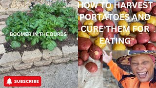 HOW TO HARVEST POTATOES AND ALLOW THEM TIME TO “CURE”. ZONE 8 GARDENING IN THE SUBURBS OF METRO ATL.