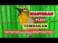 Masteran Pleci Tembakan Wit Wit Wit Sambung Tulit Tulit Masteran Paling Di Cari Mp3 - Mp4 Download