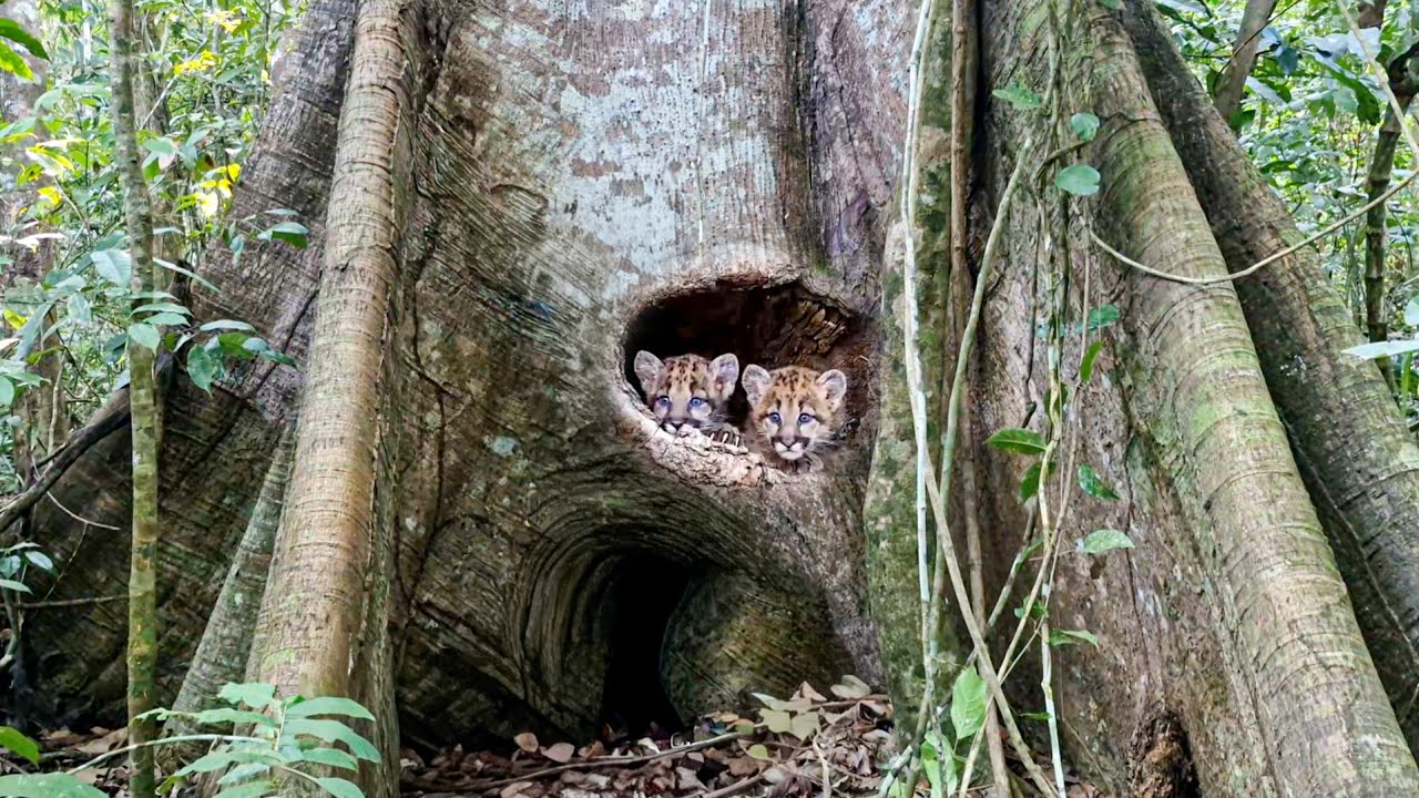 ONÇA MORA NO PÉ DE FIGUEIRA E EU FIZ QUESTÃO DE APRESENTAR ESSA LINDA ÁRVORE