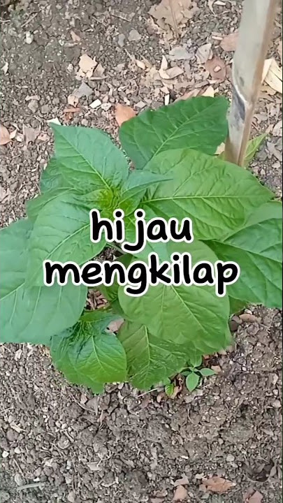 RAHASIA!! racikan pestisida pencegah kriting daun tanaman cabai #feedshorts