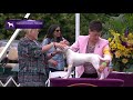 Parson Russell Terriers | Breed Judging 2021 の動画、YouTube動画。