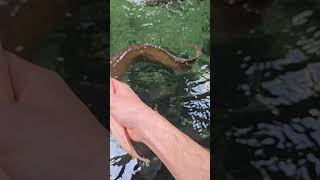 circle of life! i show the good and the bad. this fish was deemed okay to be fed to other fish. #gar