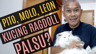 Kucing Ragdoll Asli?