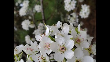 5 reasons NOT to plant Bradford Pear Trees in your yard.
